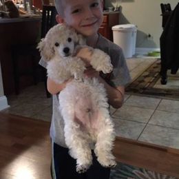 Poodle Puppies from Eaglehill-South Miniature Poodles