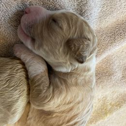 Bernedoodle Puppies from TJ SA Bernedoodles