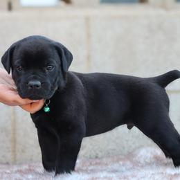 Light Blue collar - Black male Cane Corso puppy in Caliente, California from Rafter Cross 7