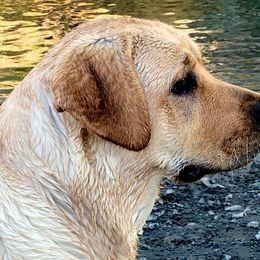 Labrador Retrievers from Cache Creek Labradors