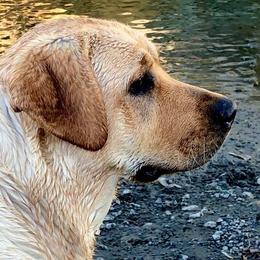 Labrador Retrievers from Cache Creek Labradors
