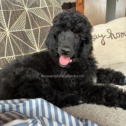 MAGNOLIA - Black with white markings - Black female Poodle puppy in Charlo, Montana from Heavenly Hilltop Farm