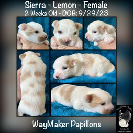 Papillon Puppies from WayMaker Papillons