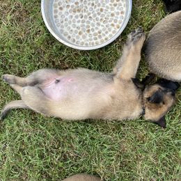 xDutch Shepherd Puppies from Crystal Coast K9 MHC