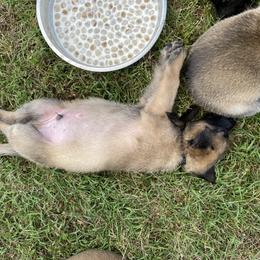 xDutch Shepherd Puppies from Crystal Coast K9 MHC