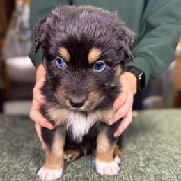 Yam (red) - Black tri-color male Australian Shepherd puppy in Falmouth, Kentucky from Queen City Farm