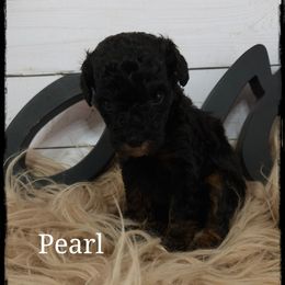 Pearl - Black tri-color female Aussiedoodle puppy in Farley, Iowa from Iowa's Doodle Co.