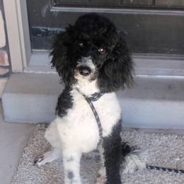 Zuri - Poodle