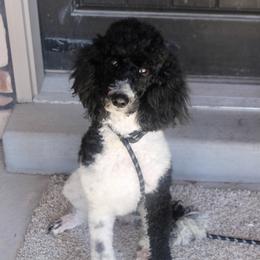 Zuri - Poodle