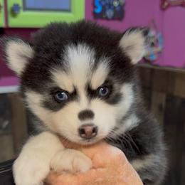 Velma - Black and white female Pomsky puppy in Spring Hill, Florida from PDQ Pomskies