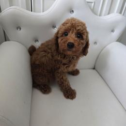 Aang - Red  male Poodle puppy in Washington from Mt.BakerPoodles&Doodles