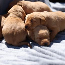 Labrador Retriever Puppies from J and D Retrievers