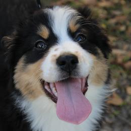 Miniature Australian Shepherd Puppies from Alexander Canines