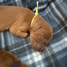 Neon yellow girl - Chestnut female Irish Setter puppy in West Haven, Utah from McClellan Setters