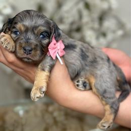 Quinn - Merle female Cavapoo puppy in Yuciapa, California from AlltheDoodlez_