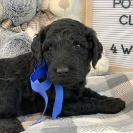 Poodle Puppies from Boodle's Poodles