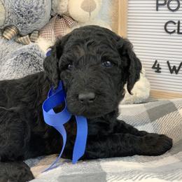 Poodle Puppies from Boodle's Poodles