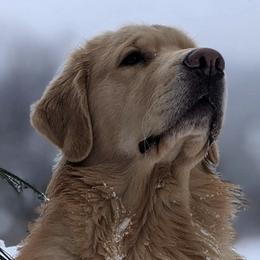 Golden Retrievers from Grey Birch Goldens