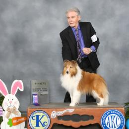 Shetland Sheepdogs from MV Shelties