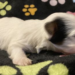Morkie, Yorkipoo, and Yorkshire Terrier Puppies from Danza Bolo