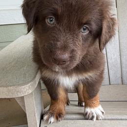 Nels - Red tri-color male Australian Shepherd puppy in Temecula, California from Boulder & Branch Aussie Ranch