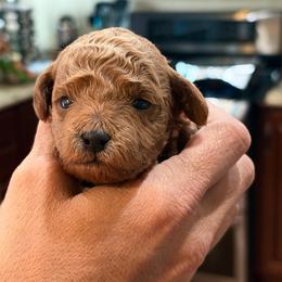 Ron - Red  male Poodle puppy in Henefer, Utah from Mountain Valley Poodles