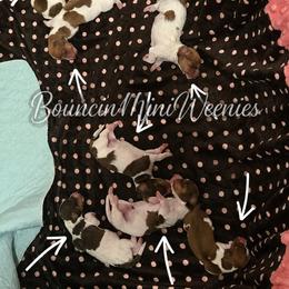 Pebbles - Piebald female Dachshund puppy in New Caney, Texas from BouncinMiniWeenies