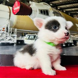 Zeus - Gray and white male American Corgi puppy in Cocoa, Florida from Cascadian Space Coast Corgis LLC