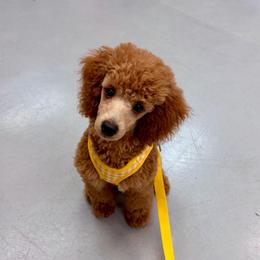 Oliver - Red  male Poodle puppy in Morehead, Kentucky from Paw Perfect Pets