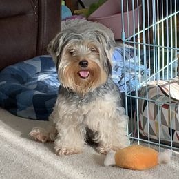 Bale - Yorkshire Terrier