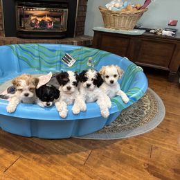 Cavapoo Puppies from Sweetheart Cavapoos