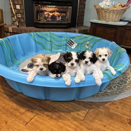 Cavapoo Puppies from Sweetheart Cavapoos