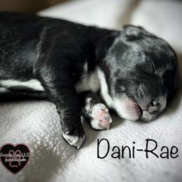 5 Dani-Rae - Black and white female Schnoodle puppy in Saint Augustine, Florida from Gunnie Luv, LLC