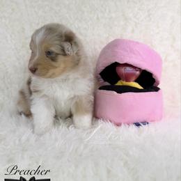 Preacher - Red merle male Australian Shepherd puppy in Jonesborough, Tennessee from Lotus Australian Shepherds