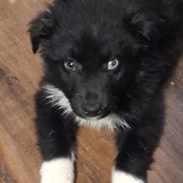 JAVA - Black & white male Australian Shepherd puppy in Salem, Arkansas from Patchwork Kennels