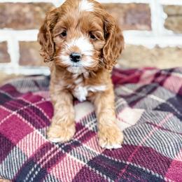Cockapoo Puppies from Windy Ridge Cockapoos
