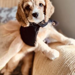 Cockapoo Puppies from Daysi's Puppies