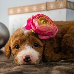 Honey Pink Girl - Red  female Goldendoodle puppy in Lafayette, Alabama from Sweethaven Kennels
