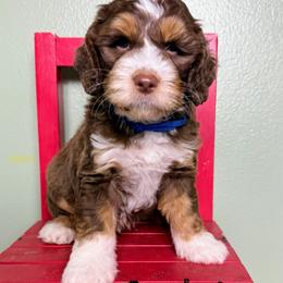 Captain - Tri-color male Australian Labradoodle puppy in Helena, Montana from Labradoodles of Montana
