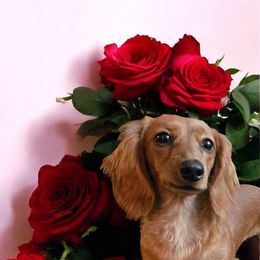 Willow - Dachshund