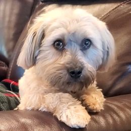 Reagan - Havanese