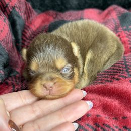 Jill - Chocolate and tan female Pomeranian puppy in Kilgore, Texas from 5 Star Poms
