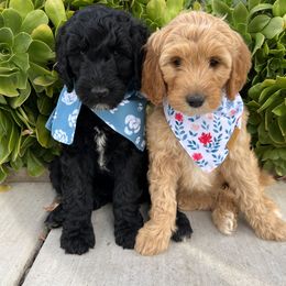 Bernedoodle and Goldendoodle Puppies from Hello Doodle Ranch