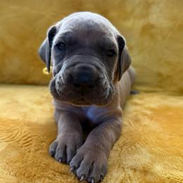 Barricade - Blue male Great Dane puppy in Jerusalem, Arkansas from Mara Danes