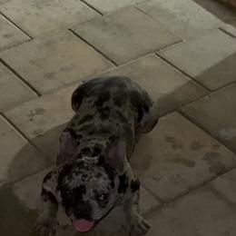Torito - French Bulldog