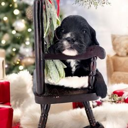 Goldendoodle Puppies from Southern Olive Doodles 🫒