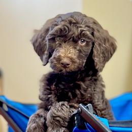 Godiva - Chocolate female Goldendoodle puppy in Tybee Island, Georgia from Castaway Doodles