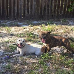 Staffordshire Bull Terrier puppies from Angels & Myths