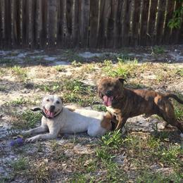 Staffordshire Bull Terrier puppies from Angels & Myths