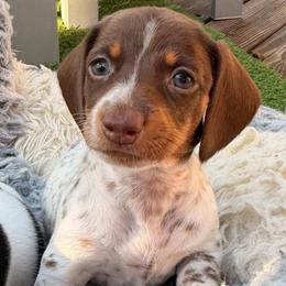 Girl 2 - Piebald female Dachshund puppy in Hollidaysburg, Pennsylvania from Weenie Bros